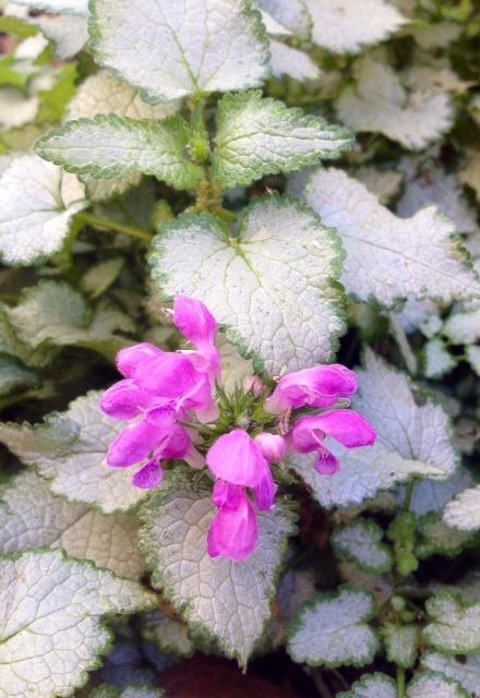 Photo of Spotted Dead Nettle (Lamium maculatum) uploaded by Ecograndma