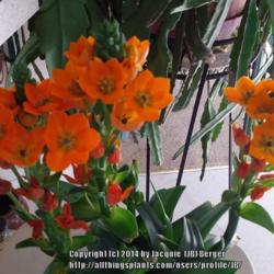 Location: JBsPlants at Roblyn Farm, New Jersey
Date: 2014-04-21
This one is called "Orange Star".