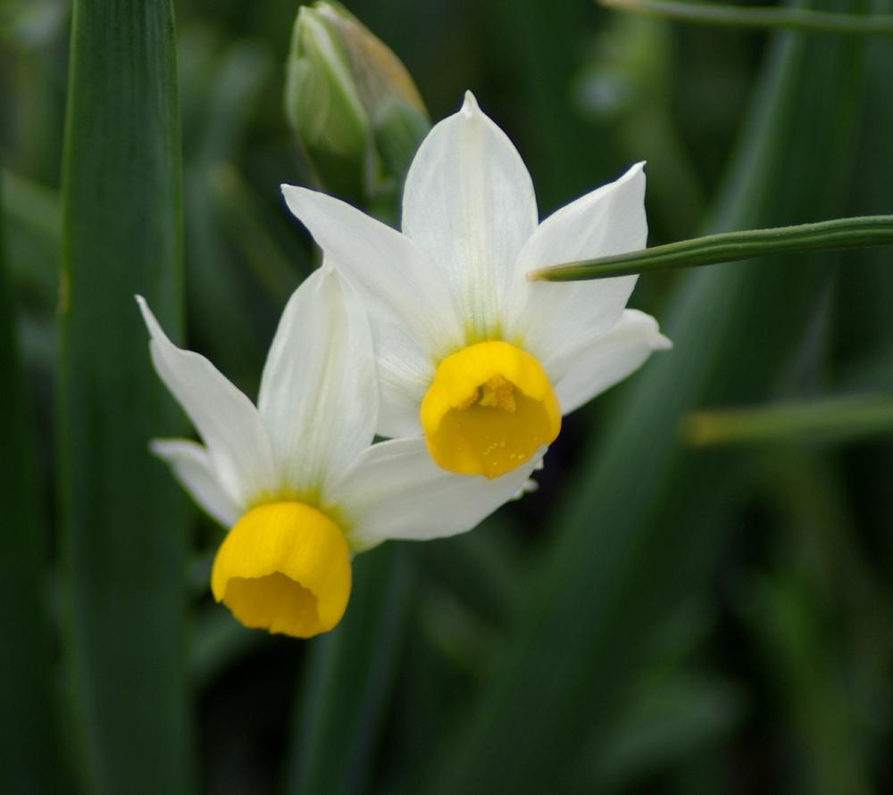 Photo of Tazetta Daffodil (Narcissus tazetta subsp. tazetta) uploaded by dirtdorphins