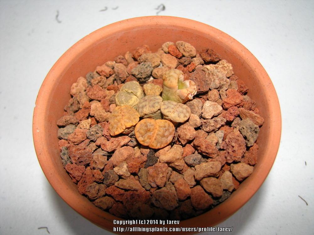 Photo of Living Stones (Lithops) uploaded by tarev