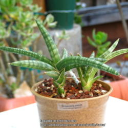 Location: At our garden - San Joaquin County, CA
Date: 2014-04-20
A cute snake plant-tag says Sansevieria patula