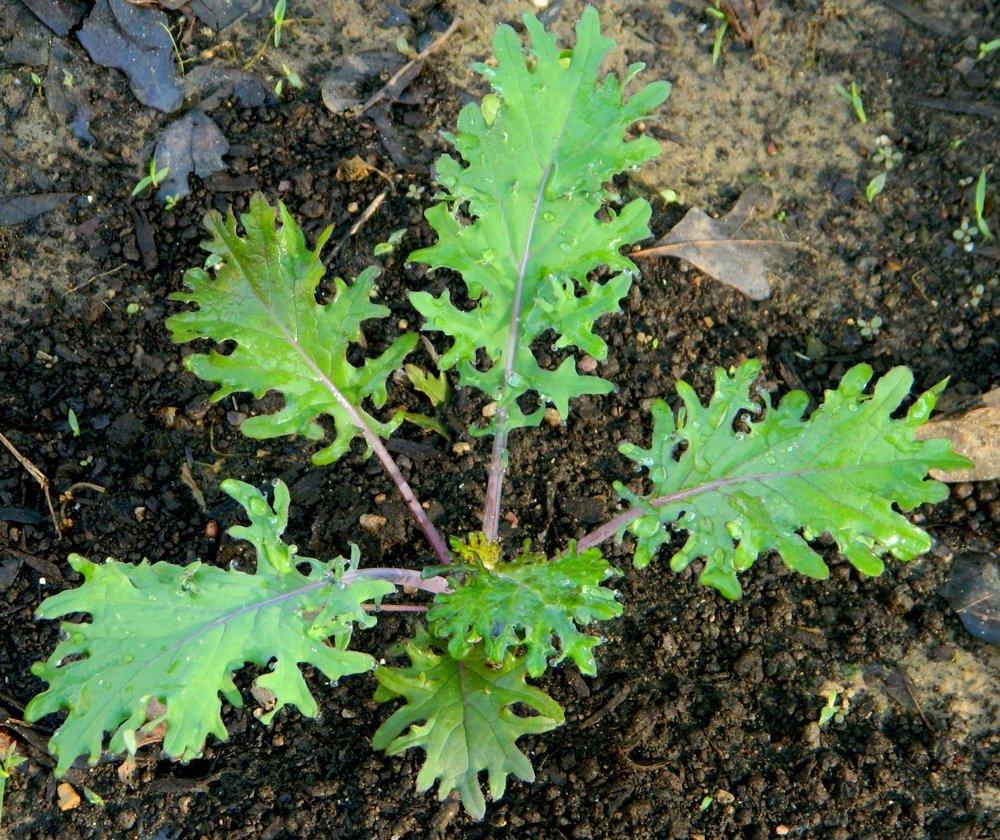 Photo of Siberian Kale (Brassica napus 'Red Russian') uploaded by wildflowers