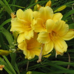 Location: Mount Healthy, Ohio
Date: 2012-06-06
A clump of "Stella de Oro" blooms.