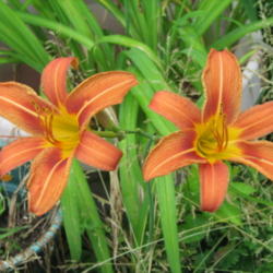 Location: Mount Healthy, Ohio
Date: 2012-06-06
Common orange daylily "fulva"