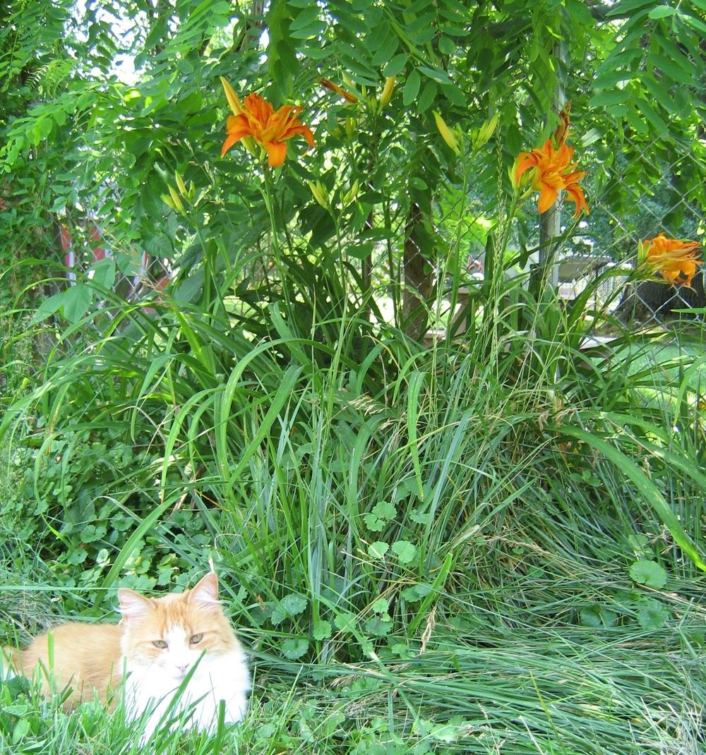 Photo of Daylily (Hemerocallis 'Flore Pleno') uploaded by AnnaSartin
