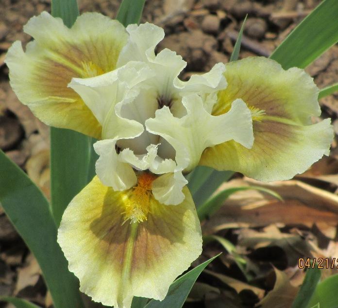 Photo of Standard Dwarf Bearded Iris (Iris 'Muggles') uploaded by Bloombuddie