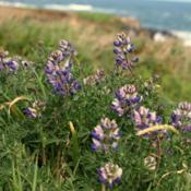 native lupine in Mendocino, Northern CA
