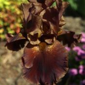 Chocolate Ecstasy Iris