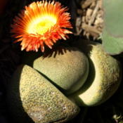 Split Rock plant in bloom