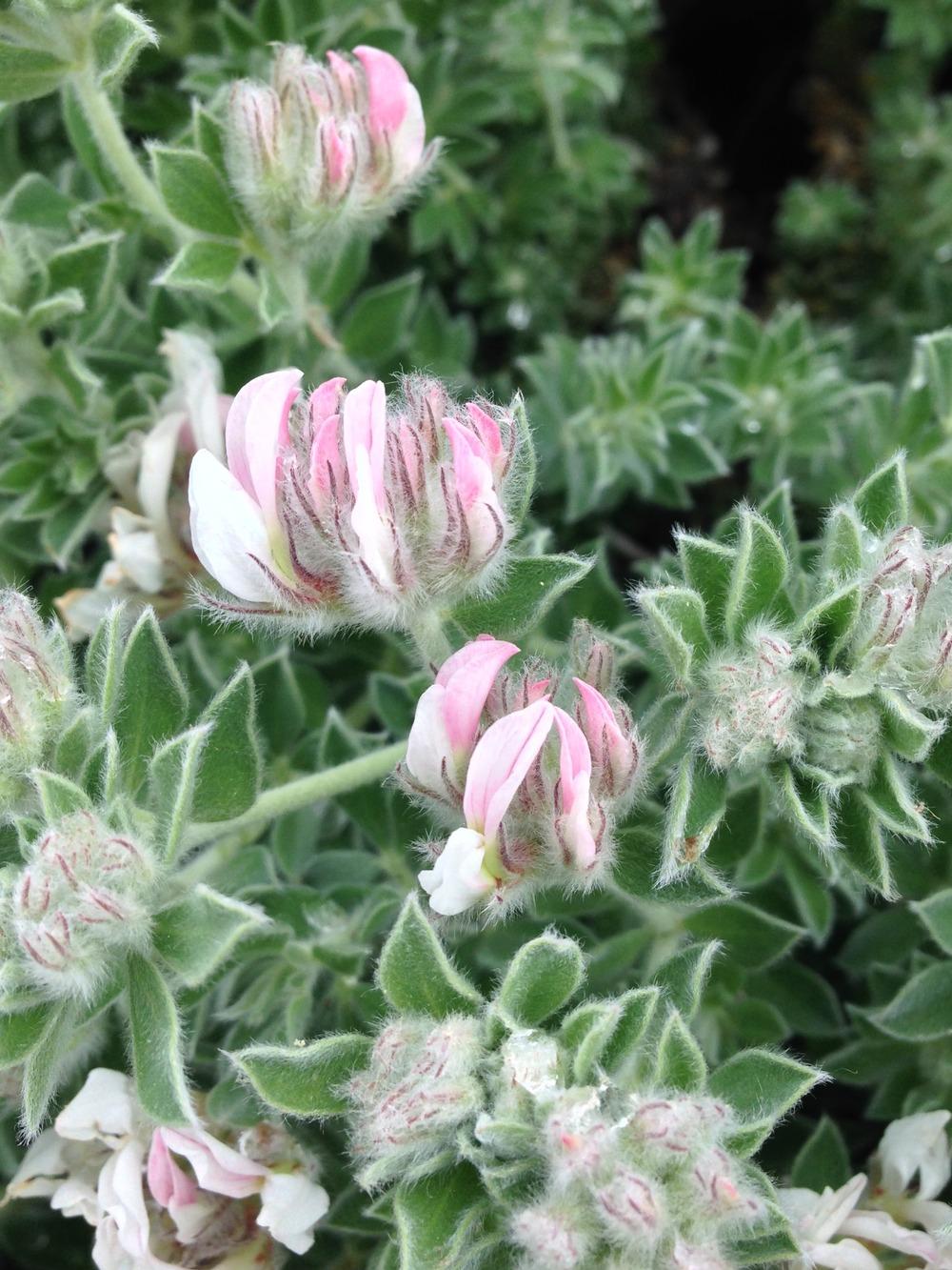 Photo of the bloom of Hairy Canary Clover (Dorycnium hirsutum) posted
