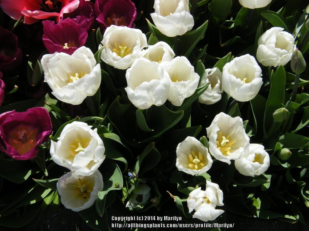 Photo of Tulip (Tulipa 'White Prince') uploaded by Marilyn
