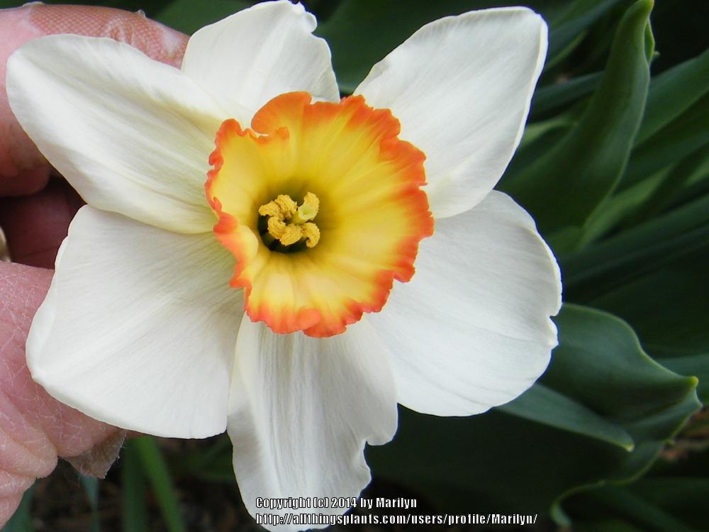 Photo of Large Cupped Daffodil (Narcissus 'Coral Light') uploaded by Marilyn