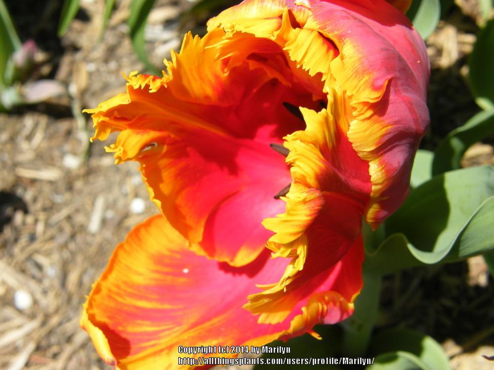 Photo of Parrot Tulip (Tulipa 'Bright Parrot') uploaded by Marilyn