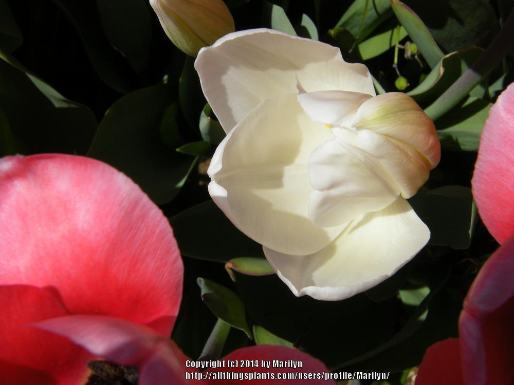 Photo of Darwin Hybrid Tulip (Tulipa 'Hakuun') uploaded by Marilyn