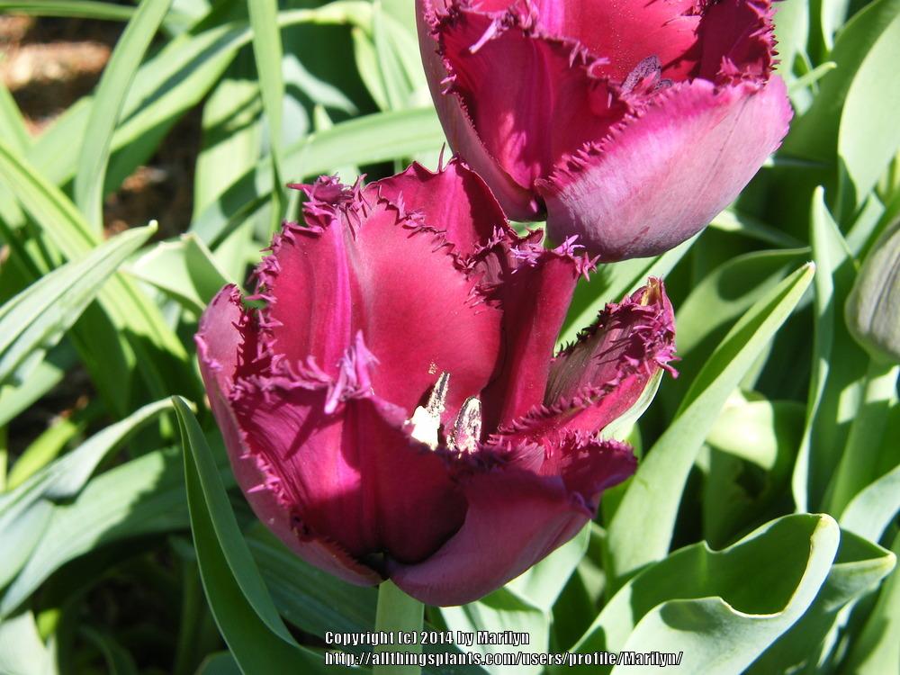 Photo of Fringed Tulip (Tulipa 'Curly Sue') uploaded by Marilyn
