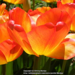 Location: My garden in Kentucky
Date: 2014-04-19
Blooms start at yellow with some orange and age to all orange
