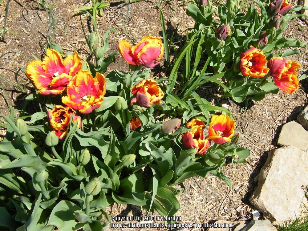 Photo of Parrot Tulip (Tulipa 'Bright Parrot') uploaded by Marilyn