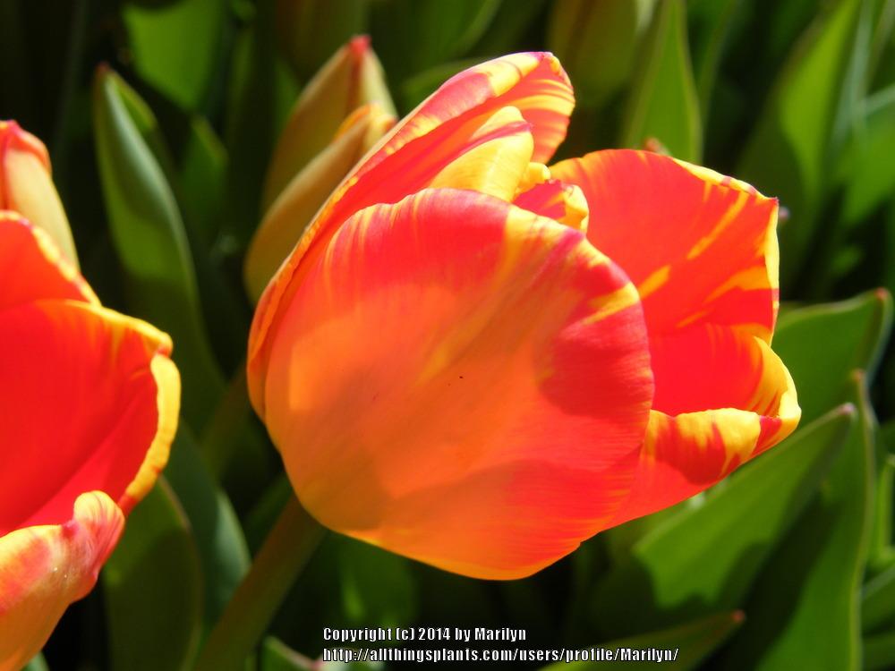 Photo of Darwin Tulip (Tulipa 'Banja Luka') uploaded by Marilyn
