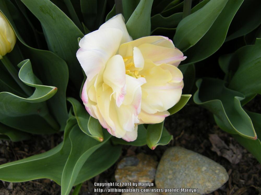 Photo of Double Late Tulip (Tulipa 'Creme Upstar') uploaded by Marilyn