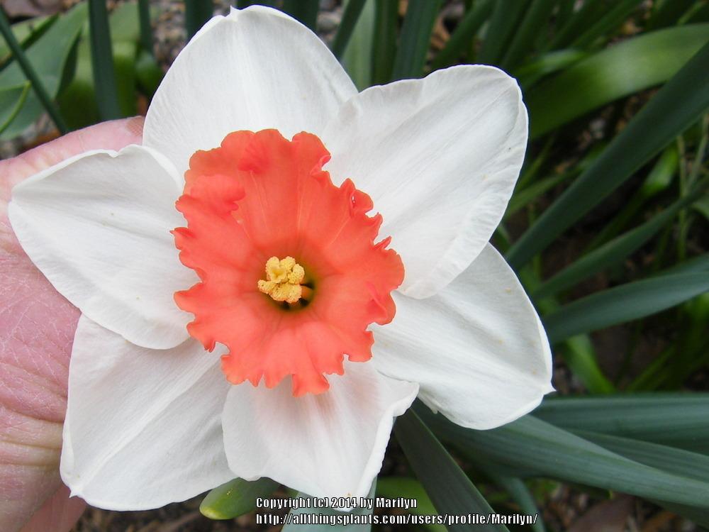 Photo of Large-cupped Daffodil (Narcissus 'Decoy') uploaded by Marilyn