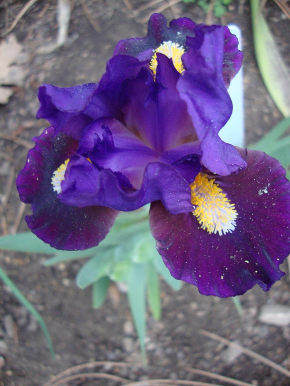 Photo of Standard Dwarf Bearded Iris (Iris 'Ping') uploaded by Paul2032
