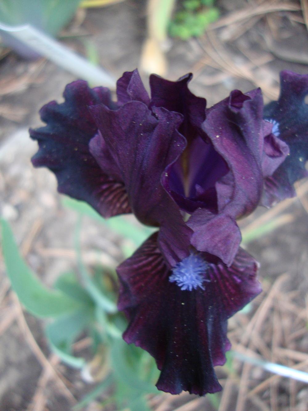 Photo of Miniature Dwarf Bearded Iris (Iris 'Black Olive') uploaded by Paul2032