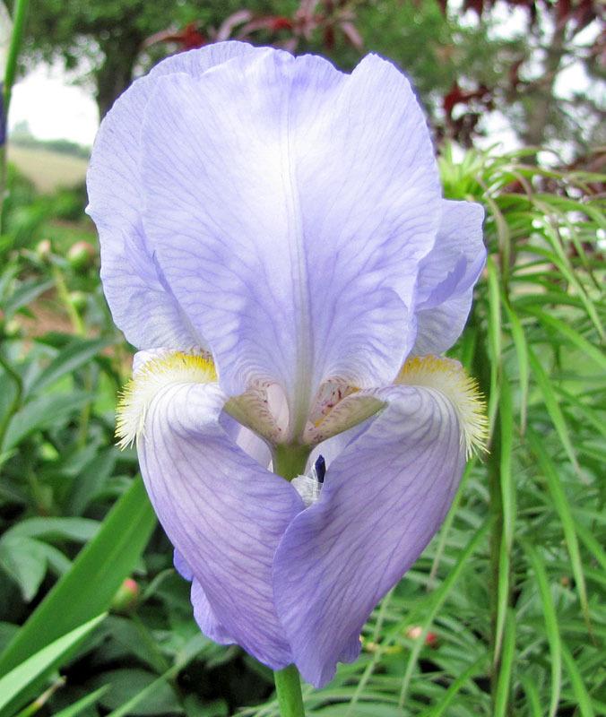 Photo of Species Iris (Iris pallida) uploaded by TBGDN