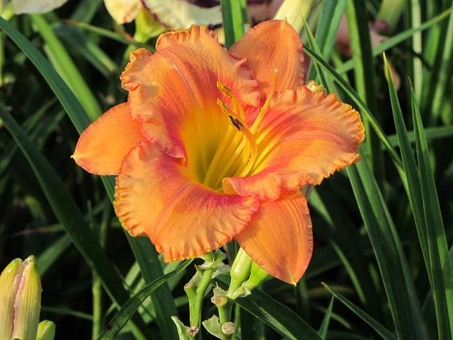 Photo of Daylily (Hemerocallis 'Persimmon Smoothie') uploaded by chalyse
