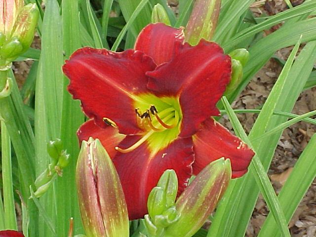 Photo of Daylily (Hemerocallis 'Obsession in Red') uploaded by chalyse