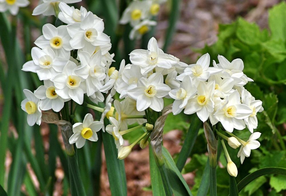 Photo of Tazetta Narcissus (Narcissus 'Avalanche') uploaded by dirtdorphins