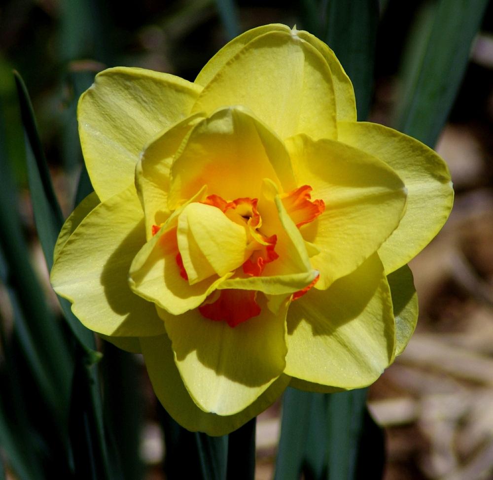 Photo of Double Daffodil (Narcissus 'Tahiti') uploaded by dirtdorphins