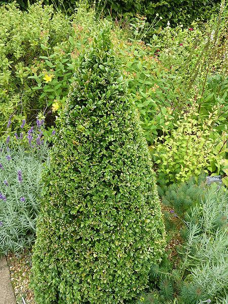 Photo of Common Boxwood (Buxus sempervirens) uploaded by robertduval14