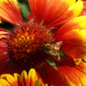 Bee on Blanket Flower