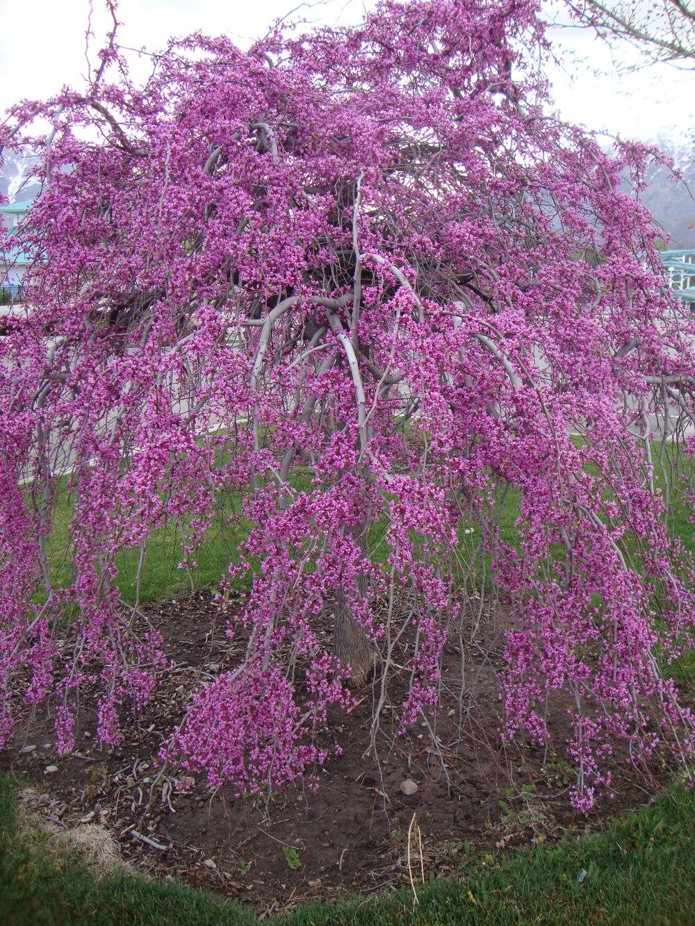 Photo of Eastern Redbud (Cercis canadensis var. canadensis Lavender Twist®) uploaded by Paul2032