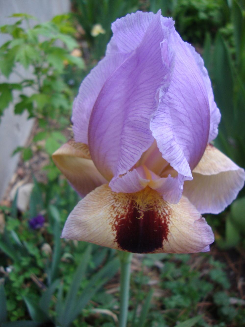 Photo of Arilbred Iris (Iris 'Rivers of Babylon') uploaded by Paul2032