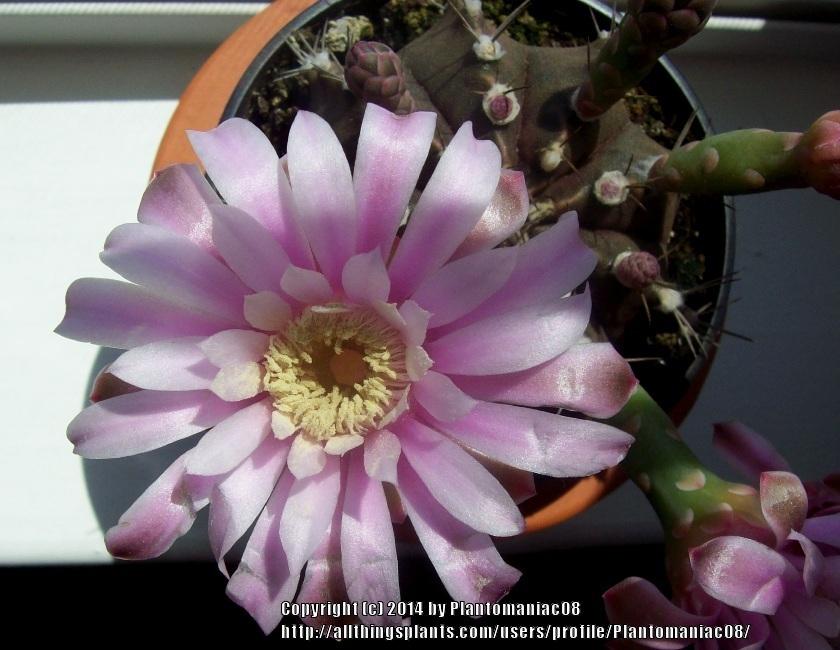 Photo of Chin Cactus (Gymnocalycium mihanovichii) uploaded by Plantomaniac08