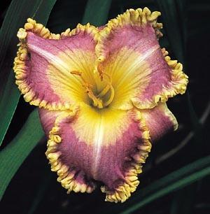 Photo of Daylily (Hemerocallis 'Diamond in the Rough') uploaded by chalyse
