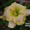 Photo Courtesy of Dancing Daylily Gardens. Used with permission.