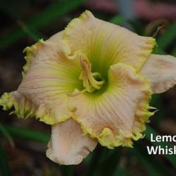 
Photo Courtesy of Dancing Daylily Gardens. Used with permission.