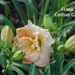 
Photo Courtesy of Dancing Daylily Gardens. Used with permission.