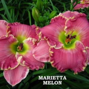 Photo Courtesy of Dancing Daylily Gardens. Used with permission.