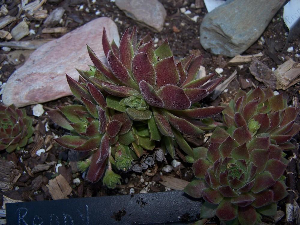 Photo of Hen and Chicks (Sempervivum 'Ronny') uploaded by chickhill
