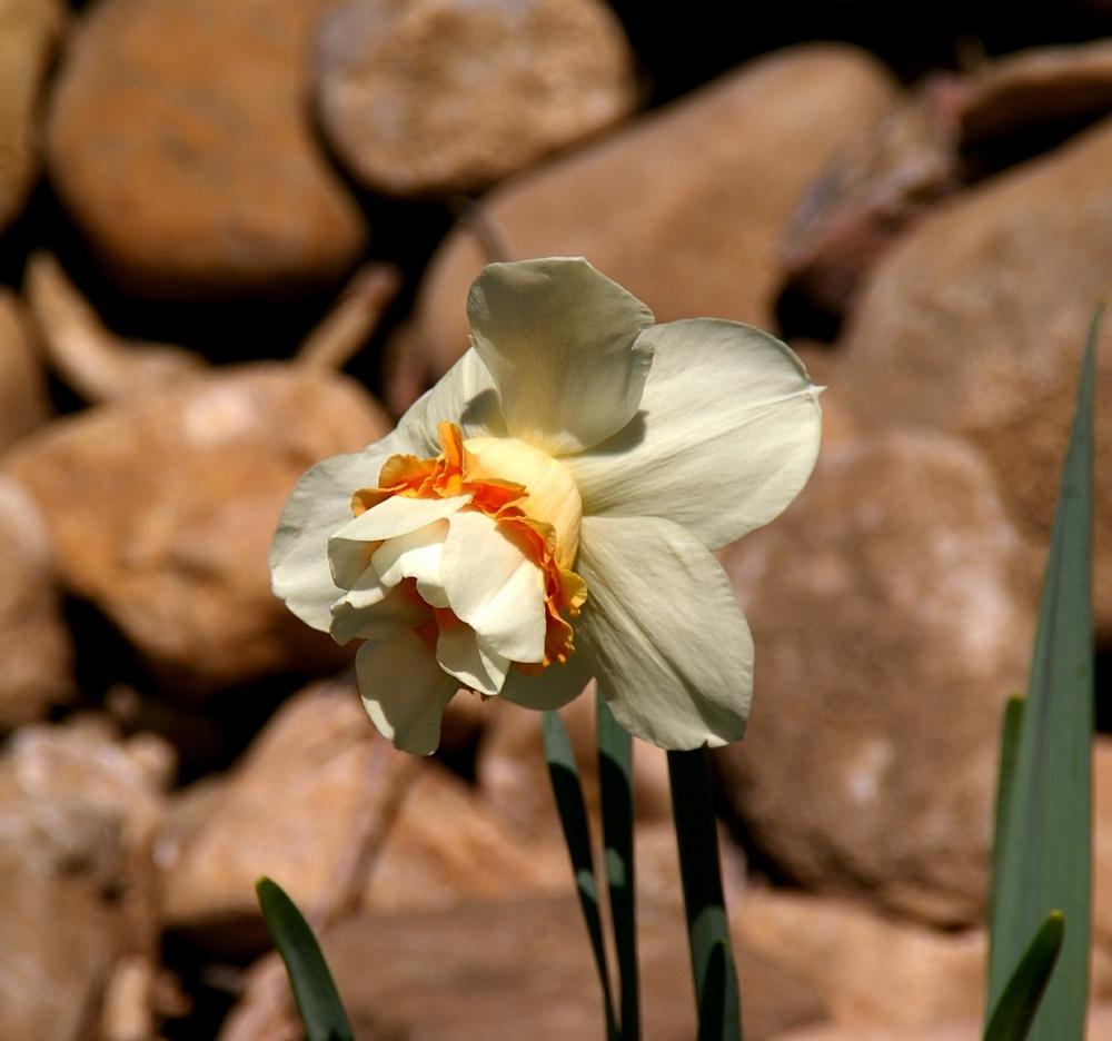 Photo of Double Daffodil (Narcissus 'Replete') uploaded by dirtdorphins