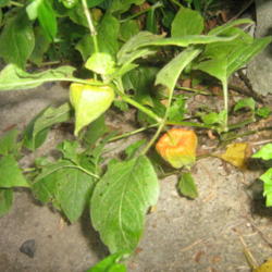 Location: Mount Heathy, Ohio
Date: 2011-07-18
Chinese Lantern growing wild through a crack in the concrete.