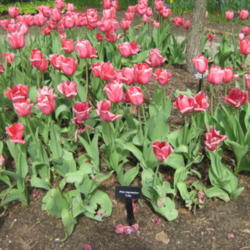 Location: Cincinnati, Ohio
Date: 2013-04-21
"Pink Impression" on display at the Cincinnati Zoo and Botanical 