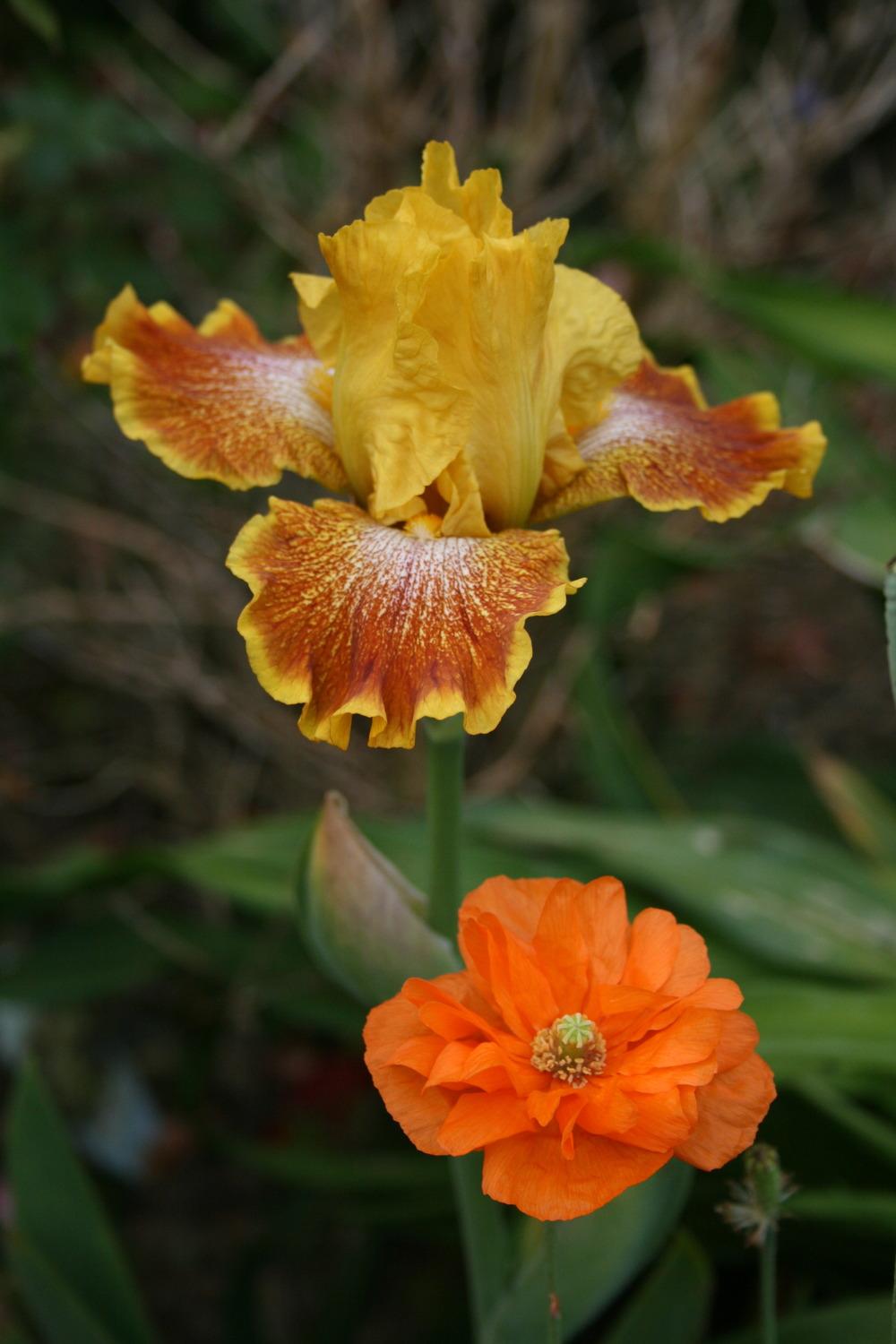 Photo of Tall Bearded Iris (Iris 'Wild Jasmine') uploaded by Calif_Sue