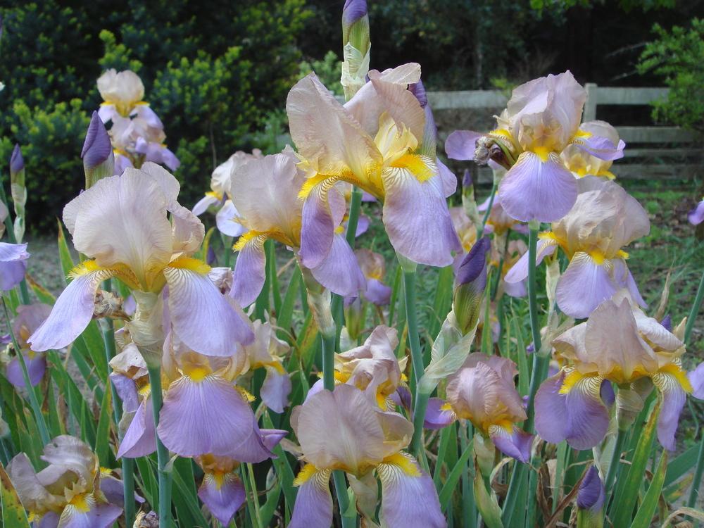 Photo of Tall Bearded Iris (Iris 'Quaker Lady') uploaded by Henhouse