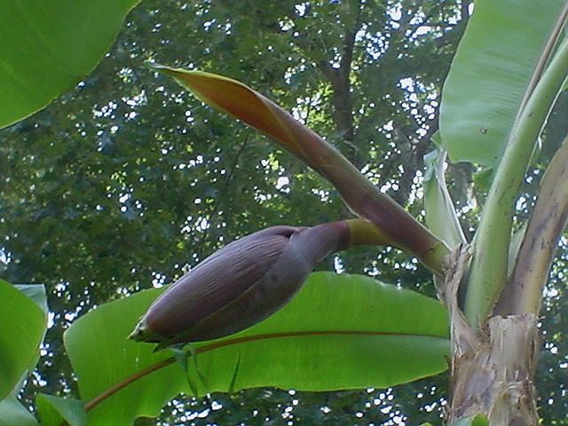 Photo of Ice Cream Banana (Musa acuminata 'Blue Java') uploaded by Kabby
