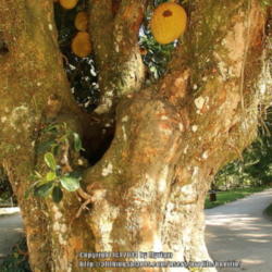Location: Botanical Garden, Rio de Janeiro, Brazil
Date: 2014-02-03
trunk of a very old tree!