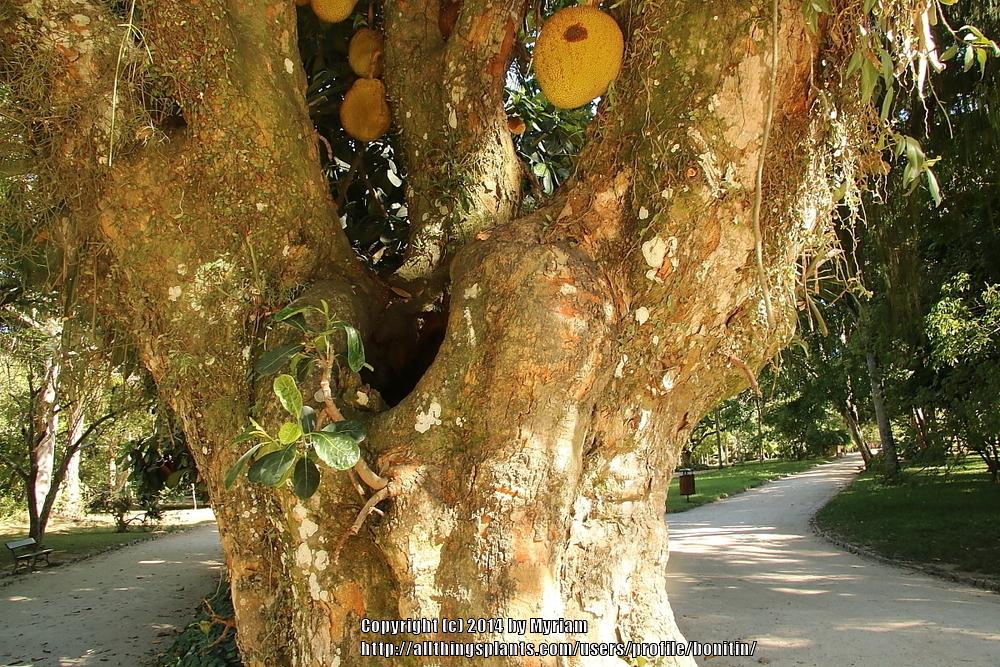 Photo of Jackfruit (Artocarpus heterophyllus) uploaded by bonitin